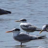 West African Crested Tern